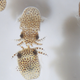 These immature bobtail squid (Euprymna scolopes) are part of UMAMI, an investigation that examines whether space alters the symbiotic relationship between the squid and the bacterium Vibrio fischeri.